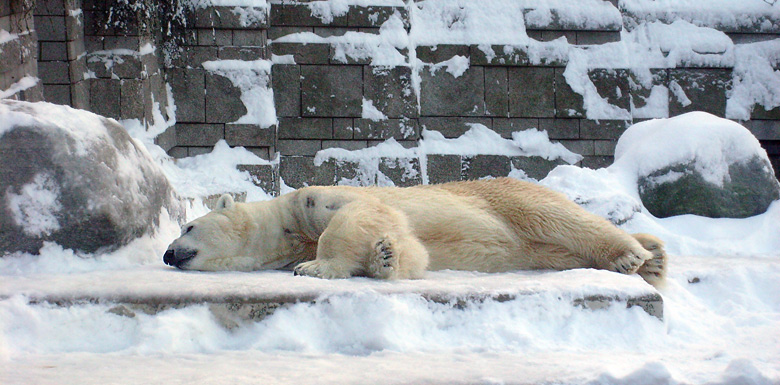 Eisbär Lars im Zoologischen Garten Wuppertal am 21. Dezember 2009