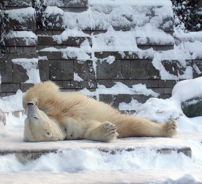 Eisbär Lars im Wuppertaler Zoo am 21. Dezember 2009