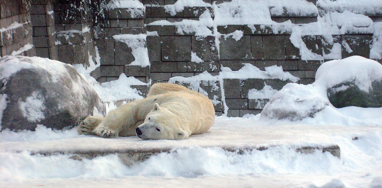 Eisbär Lars im Zoo Wuppertal am 21. Dezember 2009