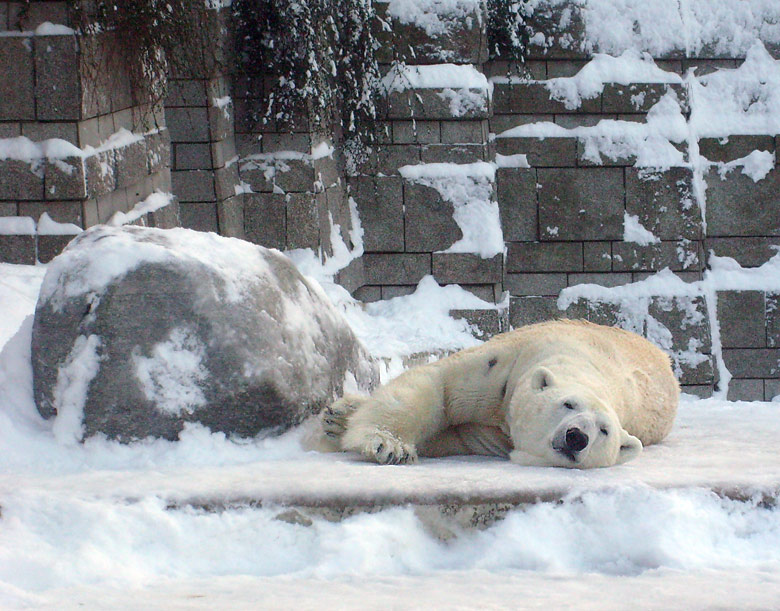 Eisbär Lars im Zoologischen Garten Wuppertal am 21. Dezember 2009