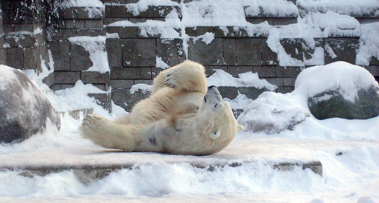 Eisbär Lars im Wuppertaler Zoo am 21. Dezember 2009