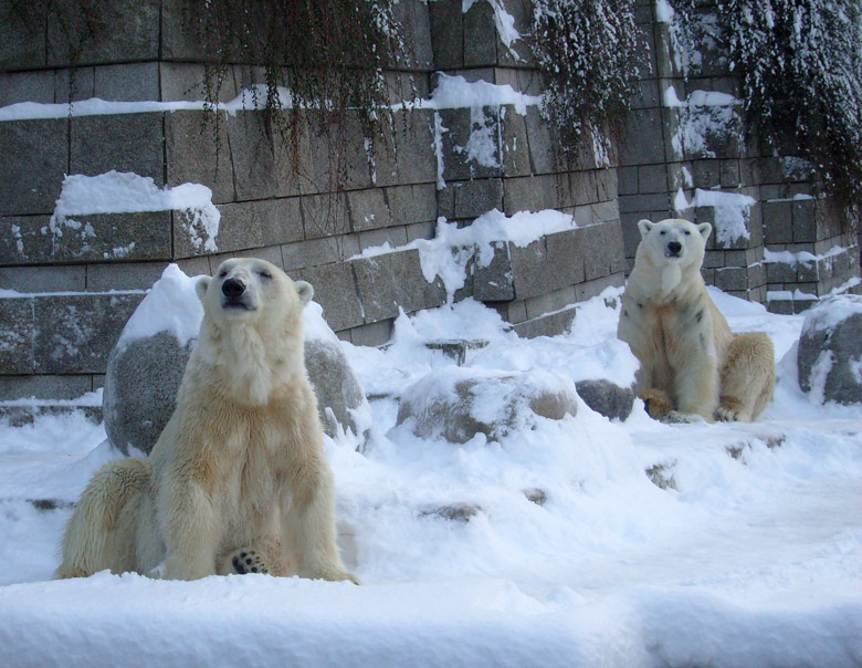 Eisbär Lars und Eisbärin Jerka im Zoo Wuppertal am 21. Dezember 2009