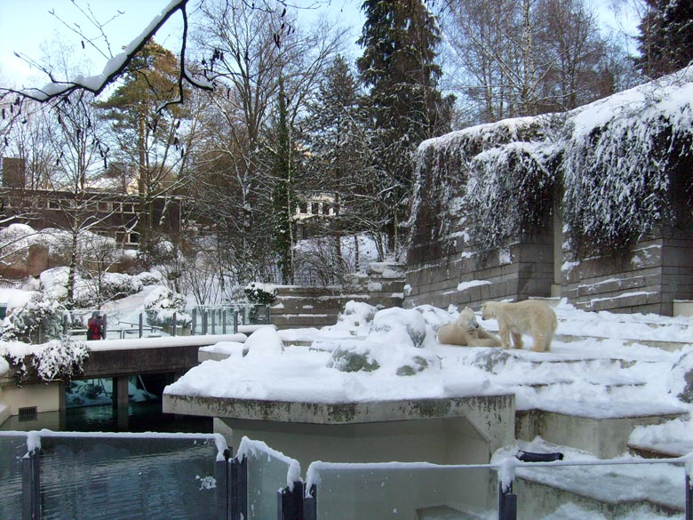 Eisbär Lars und Eisbärin Jerka im Zoologischen Garten Wuppertal am 21. Dezember 2009