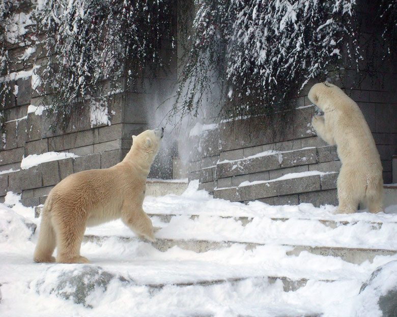 Eisbär Lars und Eisbärin Jerka im Wuppertaler Zoo am 21. Dezember 2009