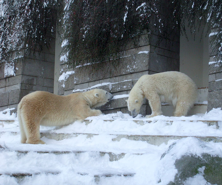 Eisbär Lars und Eisbärin Jerka im Zoologischen Garten Wuppertal am 21. Dezember 2009