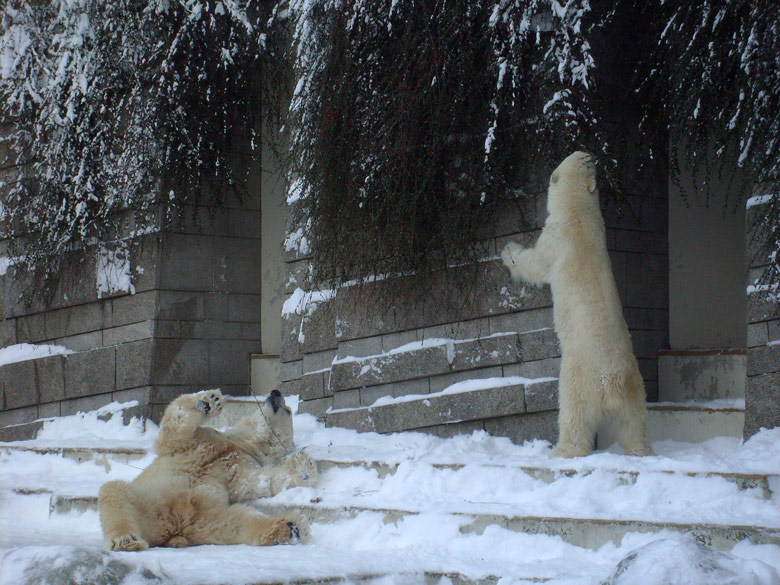 Eisbär Lars und Eisbärin Jerka im Wuppertaler Zoo am 21. Dezember 2009