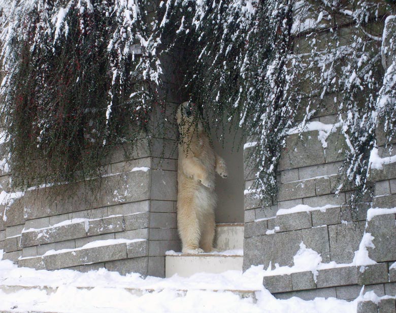 Eisbärin Jerka im Zoo Wuppertal am 21. Dezember 2009