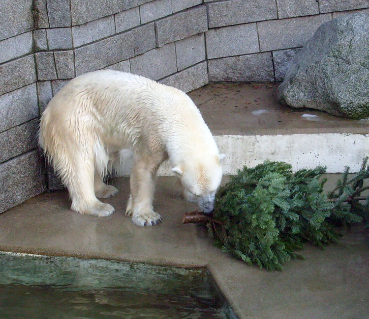 Eisbärin Jerka mit Tannenbaum im Wuppertaler Zoo am 26. Dezember 2009