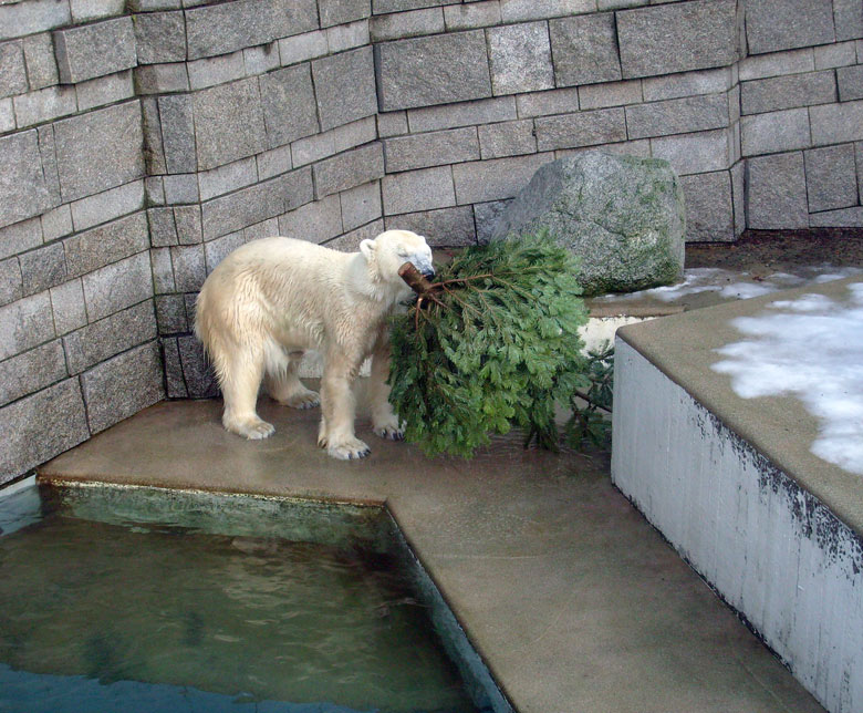 Eisbärin Jerka mit Tannenbaum im Zoo Wuppertal am 26. Dezember 2009