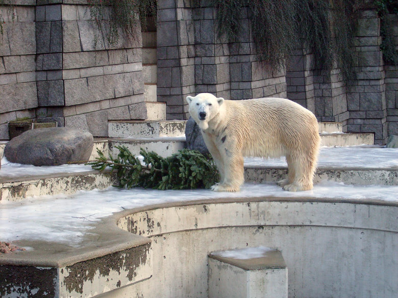 Eisbär Lars mit Tannenbaum im Zoologischen Garten Wuppertal am 26. Dezember 2009