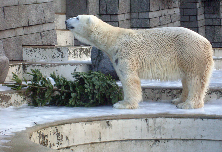 Eisbär Lars mit Tannenbaum im Wuppertaler Zoo am 26. Dezember 2009