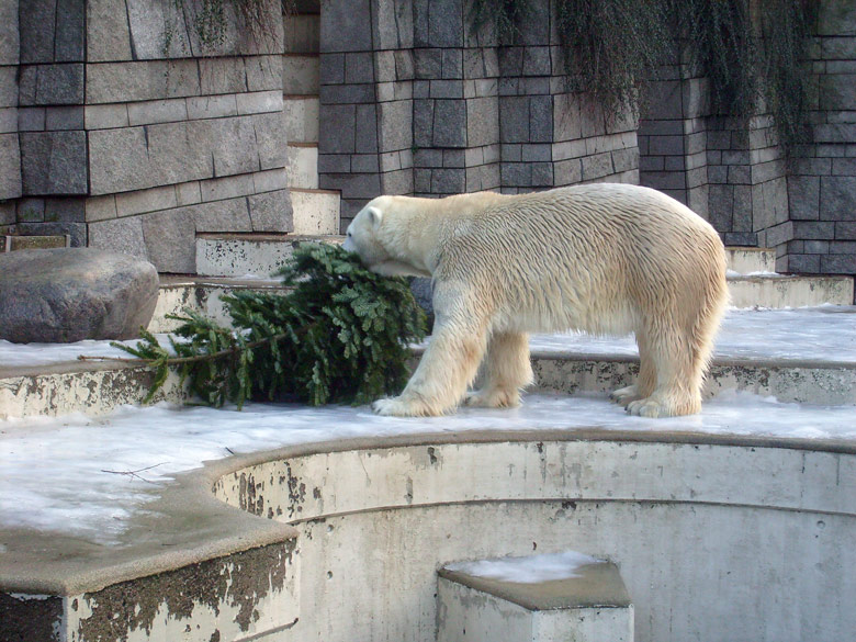 Eisbär Lars mit Tannenbaum im Zoo Wuppertal am 26. Dezember 2009