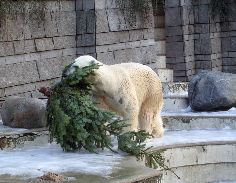 Eisbär Lars mit Tannenbaum im Zoologischen Garten Wuppertal am 26. Dezember 2009