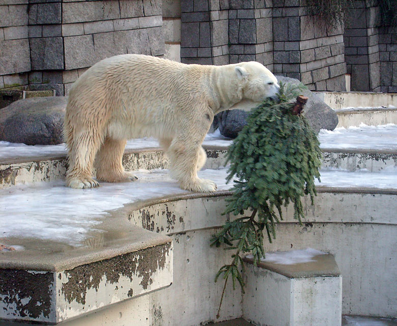 Eisbär Lars mit Tannenbaum im Wuppertaler Zoo am 26. Dezember 2009