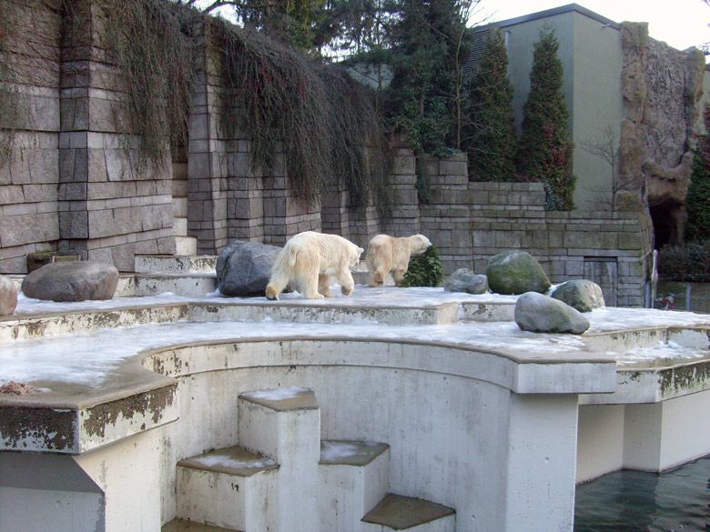 Eisbärin Jerka und Eisbär Lars mit Tannenbaum im Zoologischen Garten Wuppertal am 26. Dezember 2009