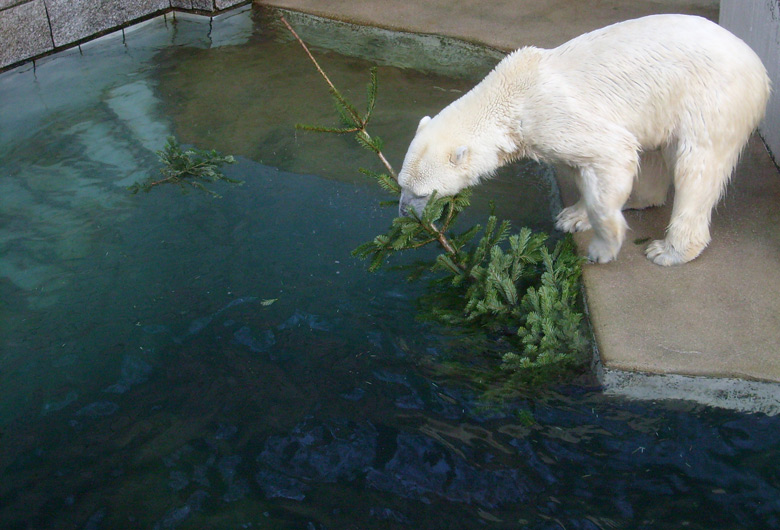 Eisbärin Jerka mit Tannenbaum im Zoo Wuppertal am 26. Dezember 2009