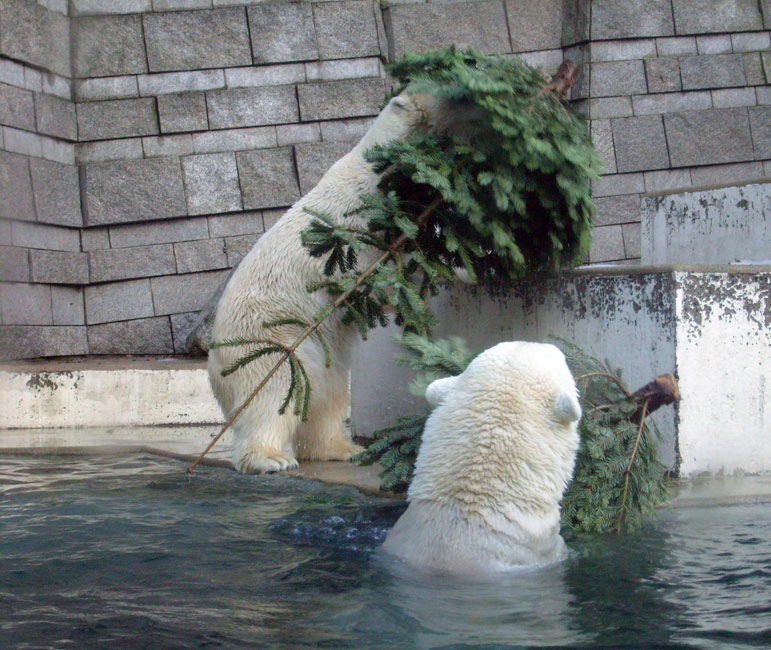 Eisbär Lars und Eisbärin Jerka mit Tannenbaum im Zoologischen Garten Wuppertal am 26. Dezember 2009