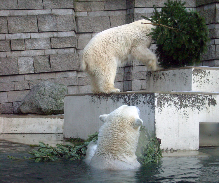 Eisbär Lars und Eisbärin Jerka mit Tannenbaum im Wuppertaler Zoo am 26. Dezember 2009