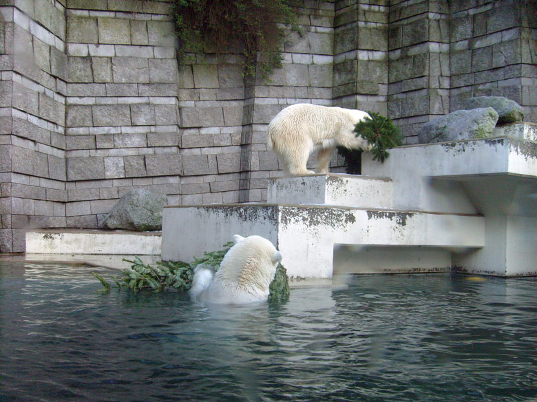 Eisbär Lars und Eisbärin Jerka mit Tannenbaum im Zoo Wuppertal am 26. Dezember 2009