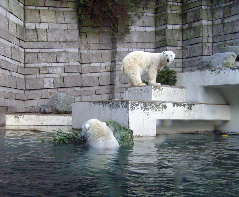 Eisbär Lars und Eisbärin Jerka mit Tannenbaum im Zoologischen Garten Wuppertal am 26. Dezember 2009