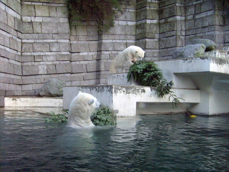 Eisbär Lars und Eisbärin Jerka mit Tannenbaum im Wuppertaler Zoo am 26. Dezember 2009