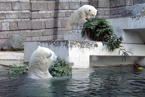 Eisbär Lars und Eisbärin Jerka mit Tannenbäumen im Wuppertaler Zoo am 26. Dezember 2009