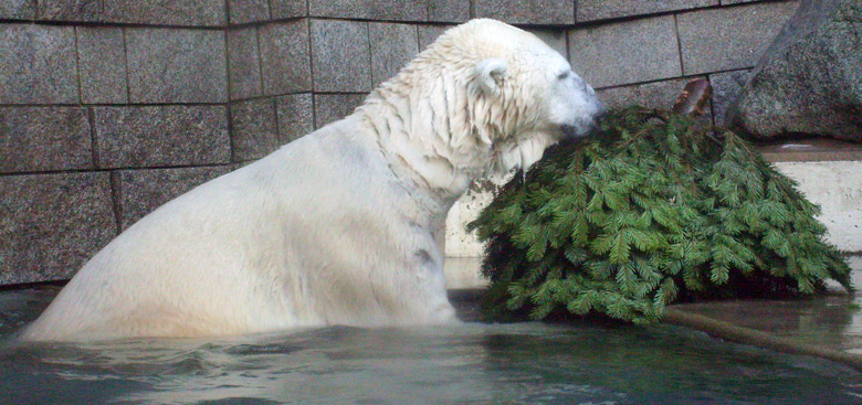 Eisbär Lars mit Tannenbaum im Zoo Wuppertal am 26. Dezember 2009