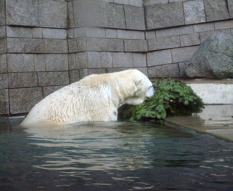 Eisbär Lars mit Tannenbaum im Wuppertaler Zoo am 26. Dezember 2009