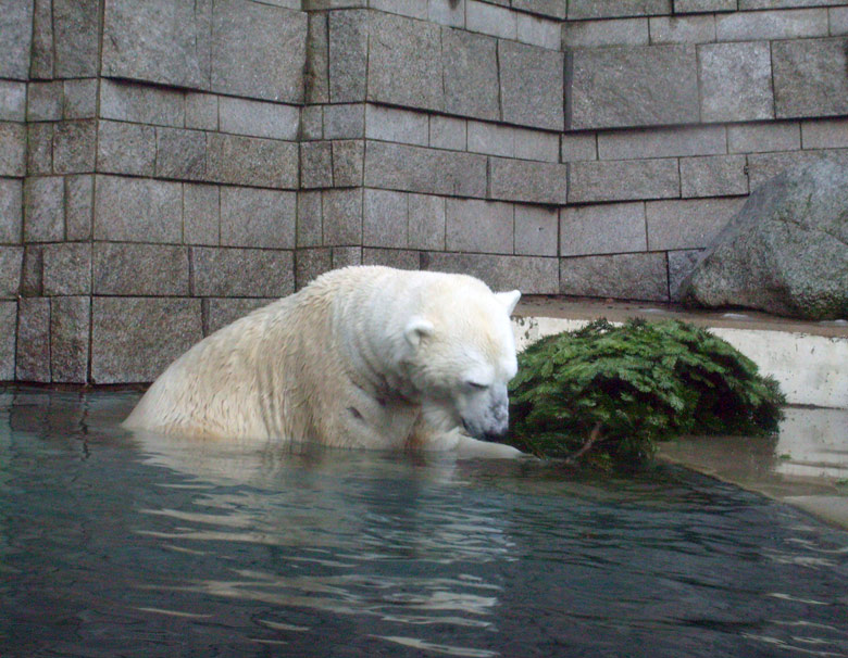 Eisbär Lars mit Tannenbaum im Zoo Wuppertal am 26. Dezember 2009