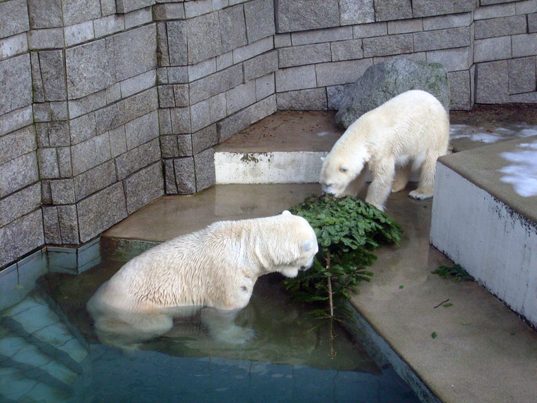 Eisbär Lars und Eisbärin Jerka mit Tannenbaum im Zoologischen Garten Wuppertal am 26. Dezember 2009