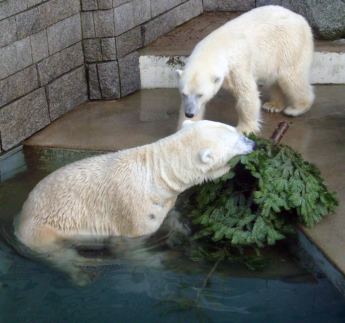 Eisbär Lars und Eisbärin Jerka mit Tannenbaum im Wuppertaler Zoo am 26. Dezember 2009