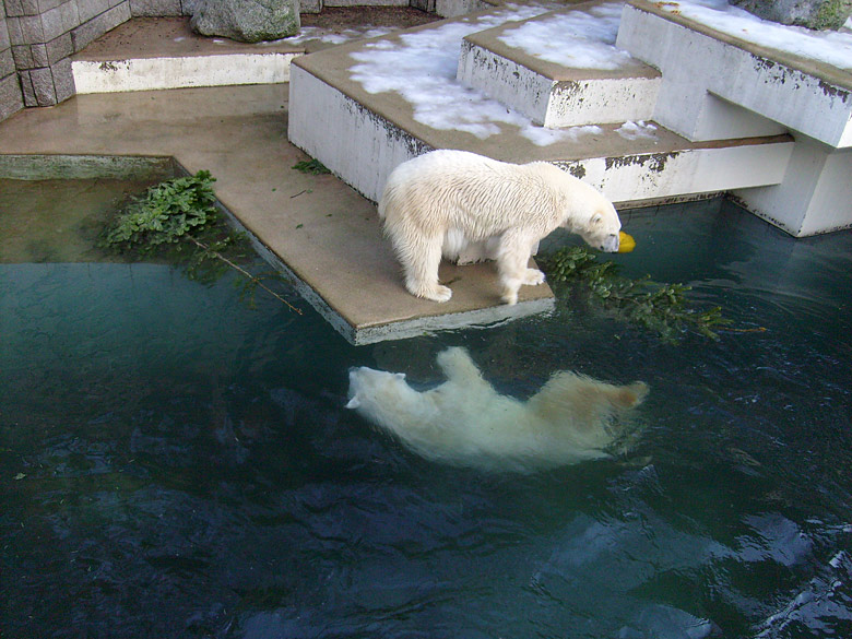 Eisbär Lars und Eisbärin Jerka mit Tannenbaum im Wuppertaler Zoo am 26. Dezember 2009