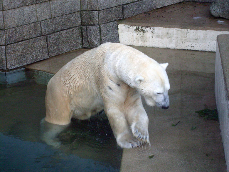 Eisbär Lars mit Tannenbaum im Zoologischen Garten Wuppertal am 26. Dezember 2009