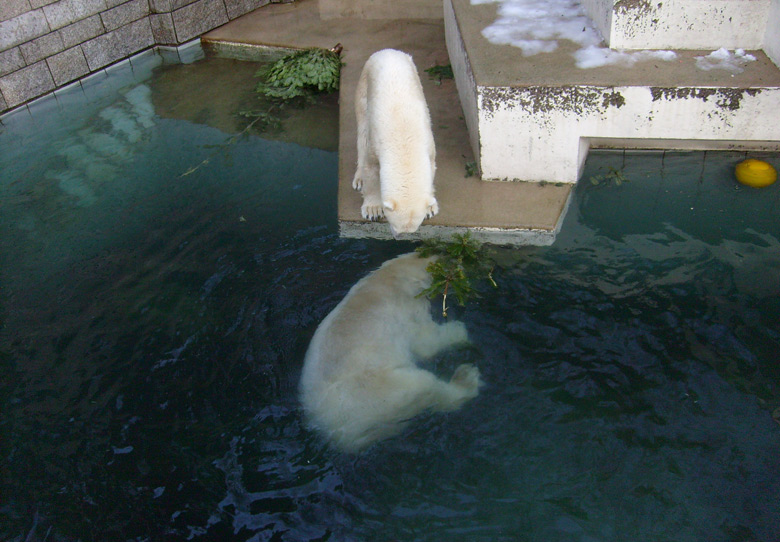 Eisbär Lars und Eisbärin Jerka mit Tannenbaum im Wuppertaler Zoo am 26. Dezember 2009