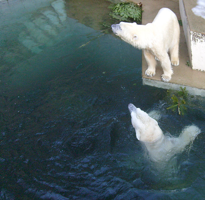 Eisbär Lars und Eisbärin Jerka mit Tannenbaum im Zoologischen Garten Wuppertal am 26. Dezember 2009