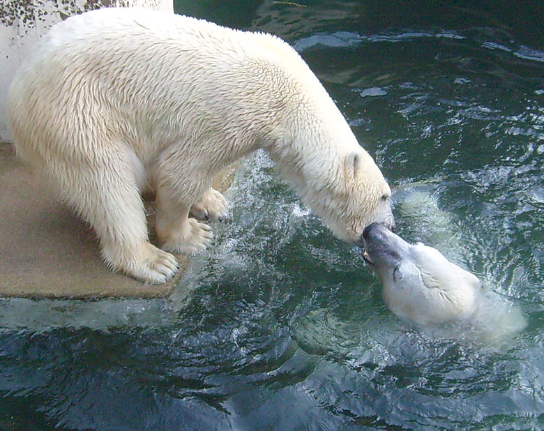 Eisbär Lars und Eisbärin Jerka im Wuppertaler Zoo am 26. Dezember 2009