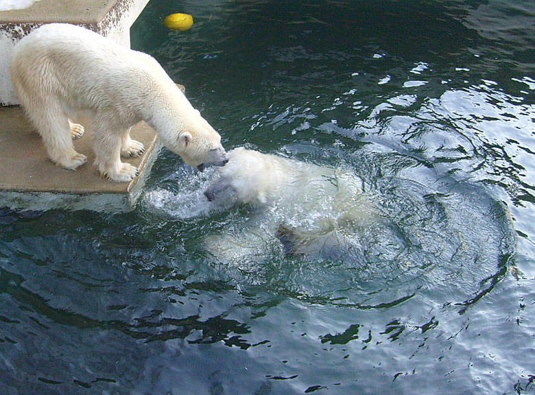 Eisbär Lars und Eisbärin Jerka im Zoologischen Garten Wuppertal am 26. Dezember 2009