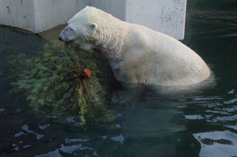 Eisbär Lars mit Tannenbaum im Zoo Wuppertal am 26. Dezember 2009