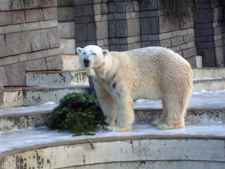 Eisbär Lars mit Tannenbaum im Zoologischen Garten Wuppertal am 26. Dezember 2009