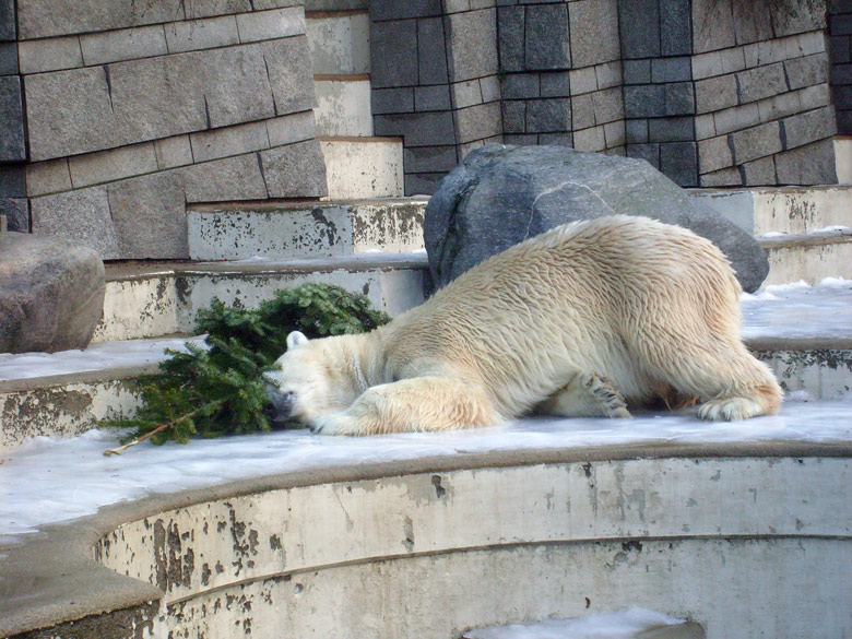 Eisbär Lars mit Tannenbaum im Zoo Wuppertal am 26. Dezember 2009