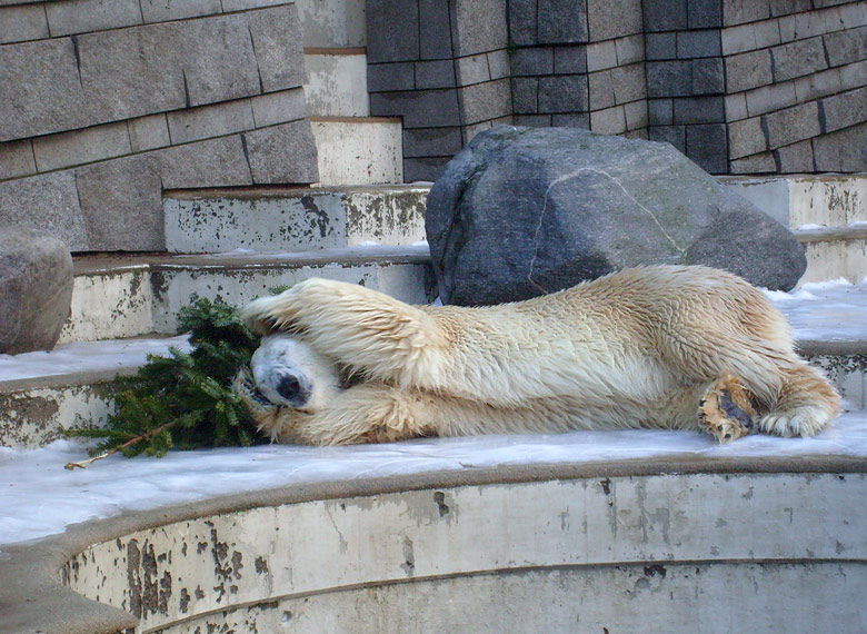 Eisbär Lars mit Tannenbaum im Zoologischen Garten Wuppertal am 26. Dezember 2009