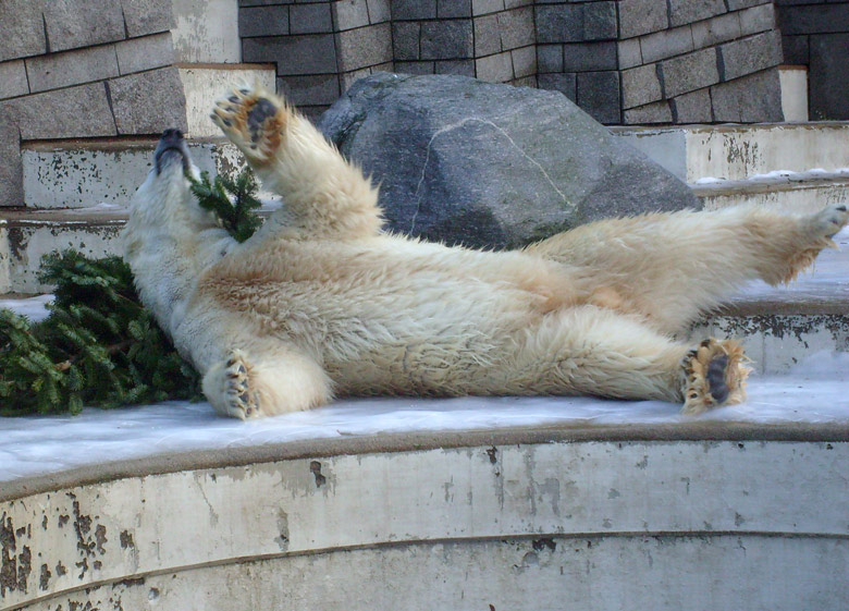 Eisbär Lars mit Tannenbaum im Zoo Wuppertal am 26. Dezember 2009