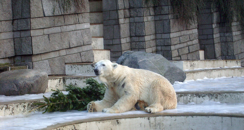 Eisbär Lars mit Tannenbaum im Zoologischen Garten Wuppertal am 26. Dezember 2009