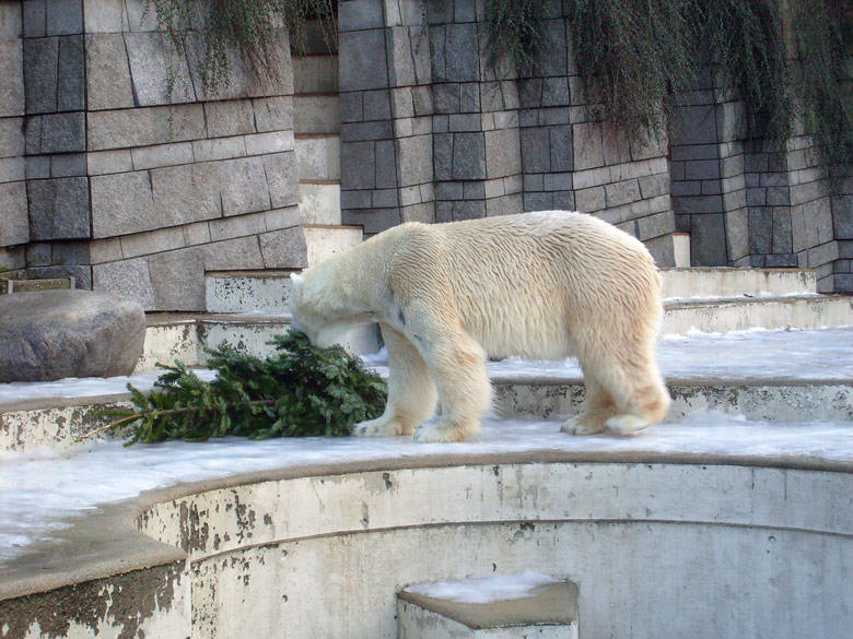 Eisbär Lars mit Tannenbaum im Zoo Wuppertal am 26. Dezember 2009