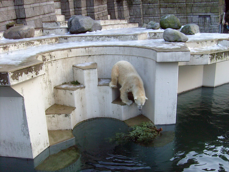 Eisbär Lars mit Tannenbaum im Zoologischen Garten Wuppertal am 26. Dezember 2009