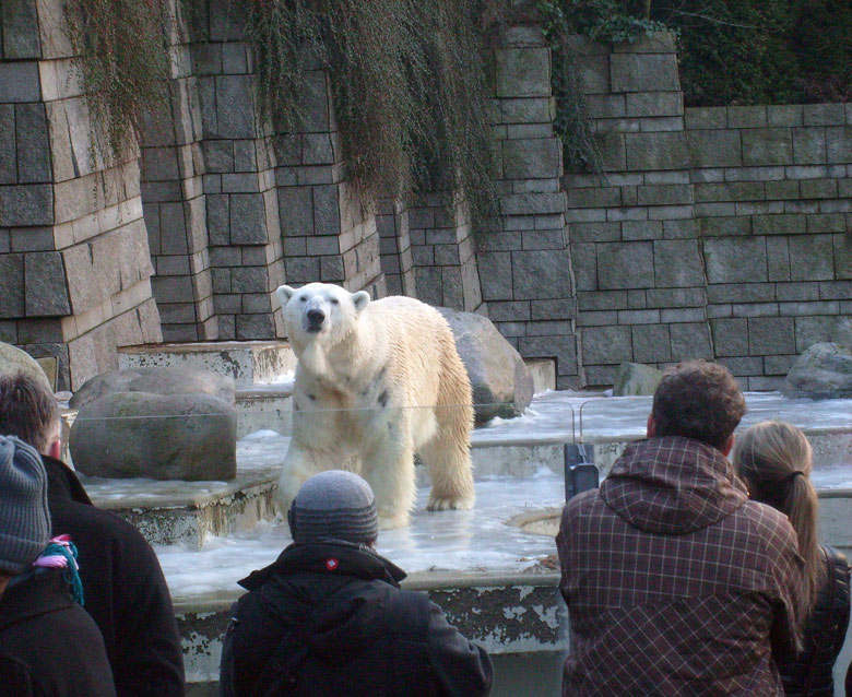 Eisbär Lars im Zoologischen Garten Wuppertal am 26. Dezember 2009