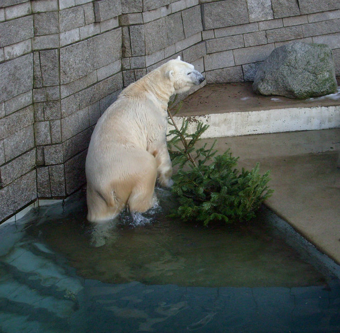 Eisbär Lars mit Tannenbaum im Zoo Wuppertal am 26. Dezember 2009