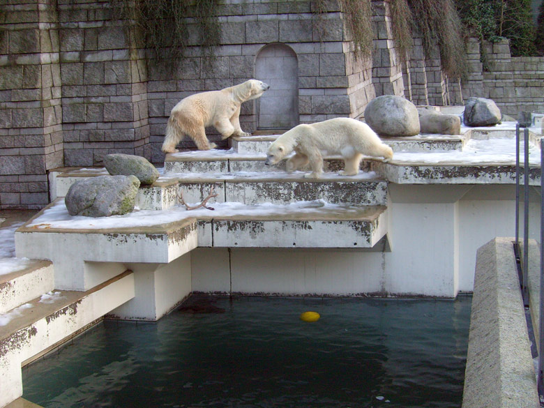 Eisbär Lars und Eisbärin Jerka im Zoologischen Garten Wuppertal am 26. Dezember 2009