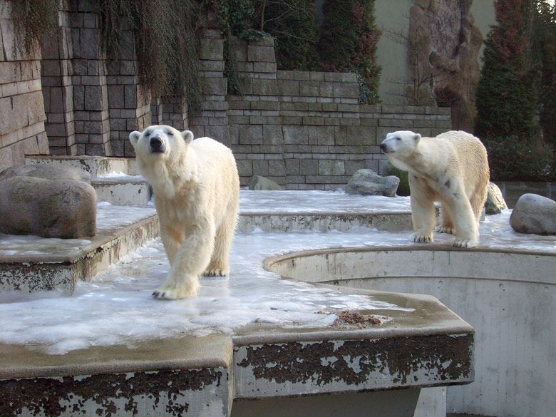 Eisbärin Jerka und Eisbär Lars im Zoologischen Garten Wuppertal am 26. Dezember 2009