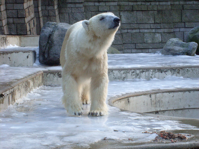 Eisbär Lars im Zoologischen Garten Wuppertal am 26. Dezember 2009